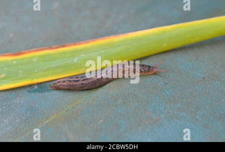 Österreich, Tigerschnecke ein nützliches Tier Stockfoto