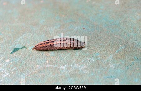 Österreich, Tigerschnecke ein nützliches Tier Stockfoto