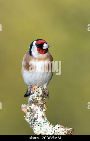 Goldfinch thront auf einer Sliver Birch Niederlassung in Woodland, Großbritannien Stockfoto