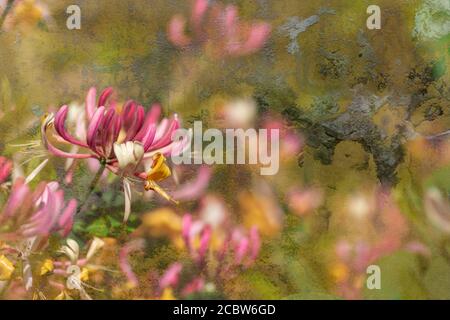 Geißblatt-Blumen Stockfoto