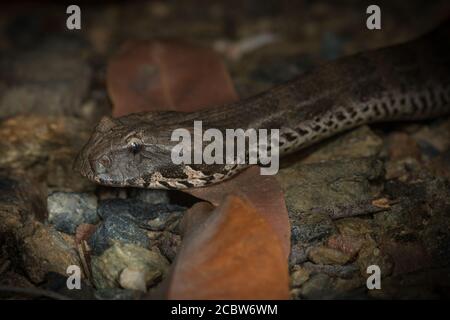 Northern Death Adder (Acanthophis praelongus), eine gefährlich giftige Schlangenart, die in Nord-Australien und Papua-Neuguinea gefunden wird. Stockfoto