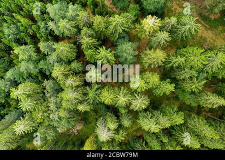 Kiefernwald, Luftaufnahme, Blick von oben auf die grüne Bäume von Drohne, schöne Landschaft Stockfoto