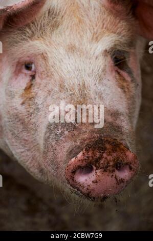 Nahaufnahme des Gesichts mit schmutziger Nase eines einheimischen weißen Schweins (Sus domesticus) in einem Schweinestall (Mallorca, Balearen, Spanien) Stockfoto