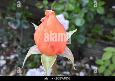 Pfirsich Rosebud[Just Joey] Eröffnung an einem hellen Sommertag. Stockfoto