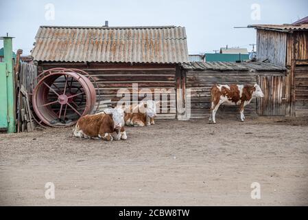 Kühe auf den Straßen von Chuzhir, Olchon Insel am Baikalsee, Russland Stockfoto