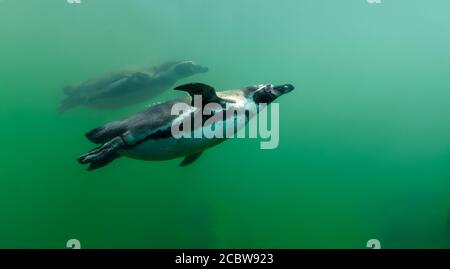 Zwei Humboldt-Pinguine schwimmen Seite an Seite in kalt und Türkisfarbenes Wasser Stockfoto