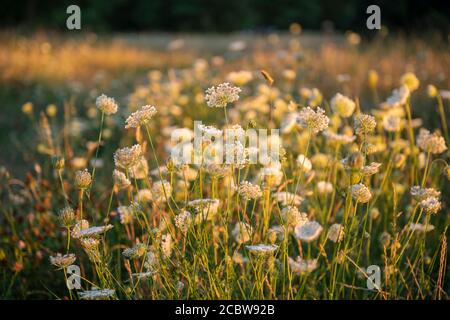 Kuh Petersilie in einem Londoner Park mit der untergehenden Sonne Hervorhebung der Blumen Stockfoto