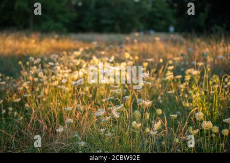 Kuh Petersilie in einem Londoner Park mit der untergehenden Sonne Hervorhebung der Blumen Stockfoto