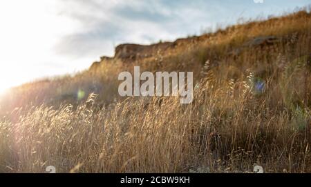 Goldene trockene Pflanze der familie der poaceae unter den weichen Sonnenstrahlen eines Sommeruntergangs, griechischer Natur Hintergrund. Der gemeine Wildjaat, die Avena fatua bei Kea, T Stockfoto