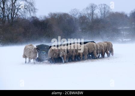 Kalten verschneiten Wintertag & hungrige Schafe im Schnee stehen (ausgesetzt windgepeitschten Feld) gesammelt rund Heuhaufen Essen Heu - Ilkley Moor, Yorkshire England Großbritannien. Stockfoto