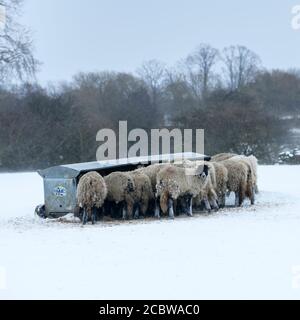 Kalten verschneiten Wintertag & hungrige Schafe im Schnee stehen (ausgesetzt windgepeitschten Feld) gesammelt rund Heuhaufen Essen Heu - Ilkley Moor, Yorkshire England Großbritannien. Stockfoto