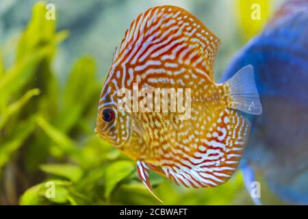 Nahaufnahme von wunderschönen Schachbretttaubenblut-Diskusfischen. Hobby-Konzept. Stockfoto