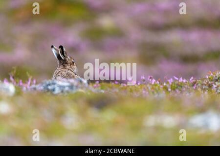 Berghase (lepus timidus) Sitzend mit dem Rücken zur Kamera auf rosa blühender Heidemoor Stockfoto