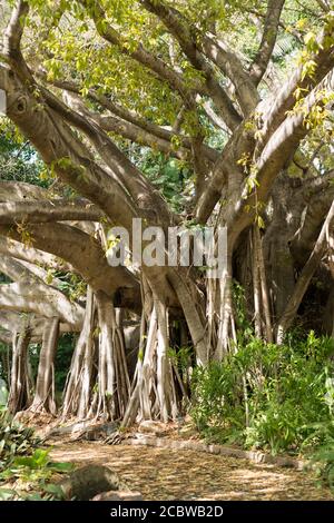 Giant Ficus virens oder weißer Feigenbaum in Blüte mit zahlreichen Luftwurzeln, Frucht ist essbar in Queens Gardens, Townsville Stockfoto