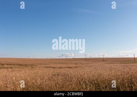 Weizenspikelets, Weizenfelder, Landwirtschaft, russisches Dorf, blauer Himmel Stockfoto