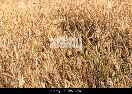 Weizenspikelets, Weizenfelder, Landwirtschaft, russisches Dorf Stockfoto