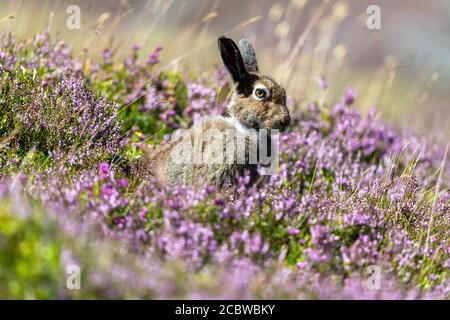 Berghase (lepus timidus) Im Sommer auf blühender Heidekraut bedeckter Moorlandschaft sitzen Stockfoto