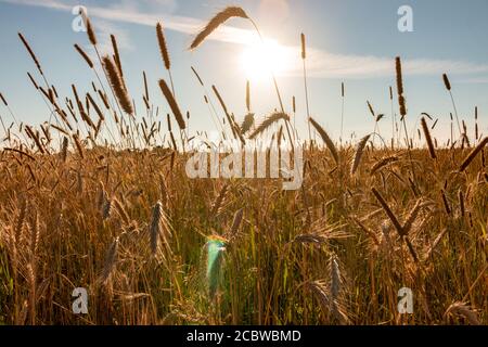 Weizenspikelets, Weizenfelder, Landwirtschaft, russisches Dorf, blauer Himmel Stockfoto