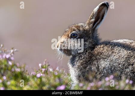 Berghase (lepus timidus) ist im schottischen Hochland zu finden Stockfoto