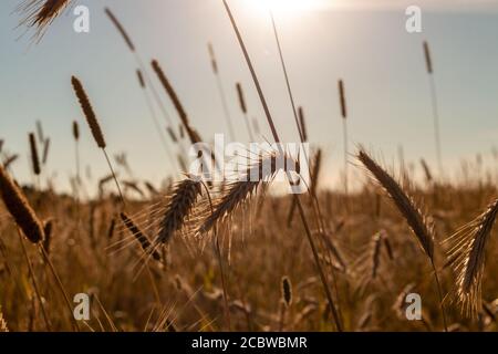 Weizenspikelets, Weizenfelder, Landwirtschaft, russisches Dorf, blauer Himmel Stockfoto