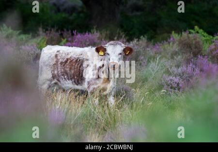 Englisch Longhorn Rinder Fütterung durch blühende Heide. Stockfoto