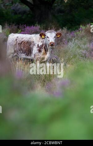 Englisch Longhorn Rinder Fütterung durch blühende Heide. Stockfoto