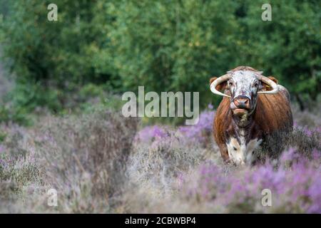 Englisch Longhorn Rinder Fütterung durch blühende Heide. Stockfoto