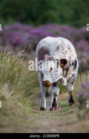 Englisch Longhorn Rinder Fütterung durch blühende Heide. Stockfoto