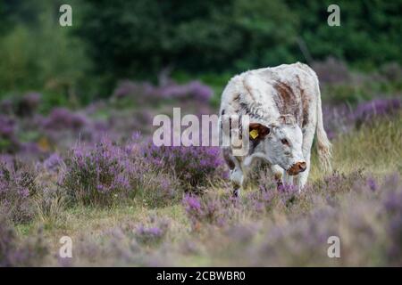 Englisch Longhorn Rinder Fütterung durch blühende Heide. Stockfoto