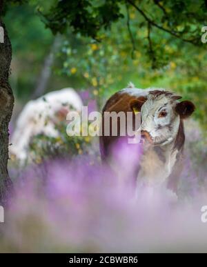 Englisch Longhorn Rinder Fütterung durch blühende Heide. Stockfoto