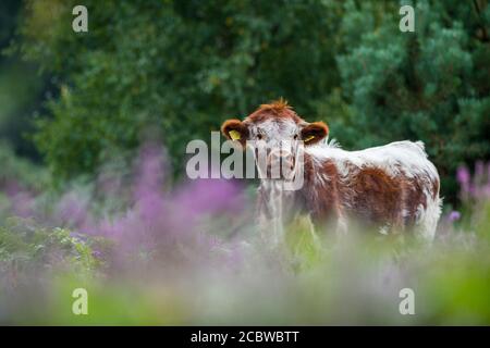 Englisch Longhorn Rinder Fütterung durch blühende Heide. Stockfoto