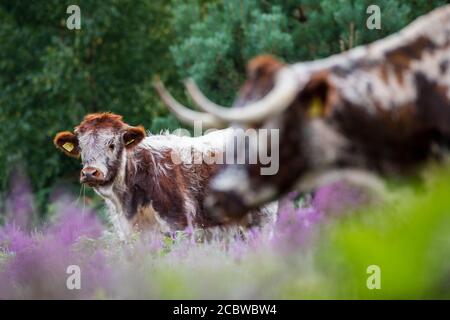 Englisch Longhorn Rinder Fütterung durch blühende Heide. Stockfoto