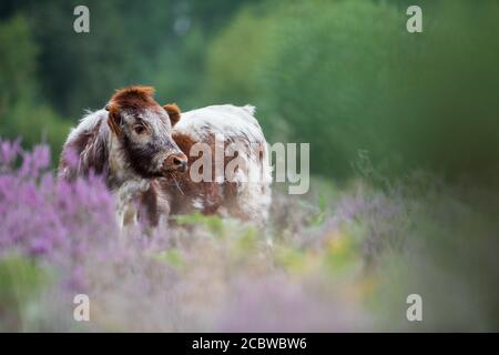 Englisch Longhorn Rinder Fütterung durch blühende Heide. Stockfoto