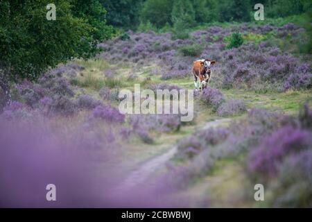 Englisch Longhorn Rinder Fütterung durch blühende Heide. Stockfoto