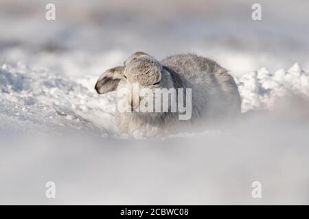 Berghase (lepus timidus) Wackelt den Kopf, während er auf einem schneebedeckten Berg sitzt Stockfoto