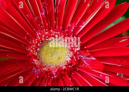 Nahaufnahme einer schönen roten Gerbera Blume Stockfoto