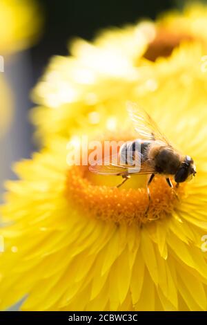 Schöne gelbe Strohblume oder ewige Blume, Xerochrysum bracteatum mit einer Honigbiene darauf Stockfoto