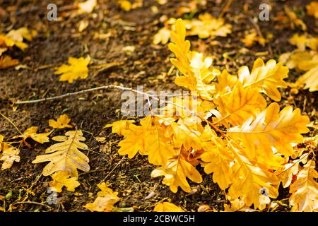 Gefallene Eichenblätter mit selektivem Fokus. Trockene Eichenblätter auf dem Boden. Herbstwald Hintergrund. Speicherplatz kopieren Stockfoto