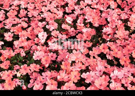 Rosa Impatiens walleriana Hintergrund. Geschäftige Lizzie Blumen. Blumenhintergrund Stockfoto