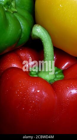 Süße Paprika Nahaufnahme eines Bündels von drei roten, grünen und gelben, nass, gewaschen und lebendige Farben. Stockfoto