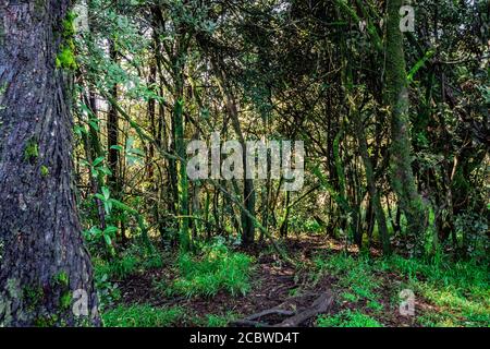 Dicke tropische Wald mit Algen auf Baumstamm Bild ist im westlichen Ghat südindien aufgenommen. Es zeigt die schöne Natur in südindien. Stockfoto