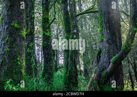 Dicke tropische Wald mit Algen auf Baumstamm Bild ist im westlichen Ghat südindien aufgenommen. Es zeigt die schöne Natur in südindien. Stockfoto