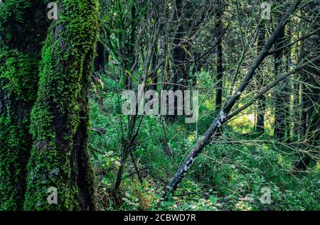 Dicke tropische Wald mit Algen auf Baumstamm Bild ist im westlichen Ghat südindien aufgenommen. Es zeigt die schöne Natur in südindien. Stockfoto