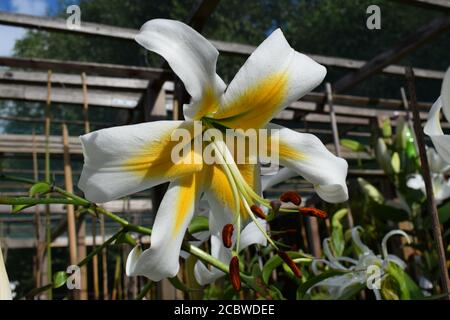 lilium Mister Cas Stockfoto