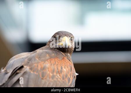 Der Falke gerades Gesicht Ausdruck des Auges Stockfoto