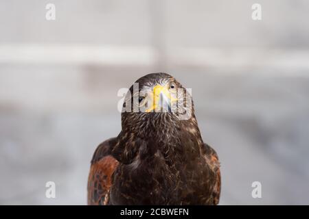 Der Falke gerades Gesicht Ausdruck des Auges Stockfoto