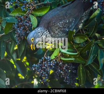 Bunte Rameron oder Oliventaube auf einem Holunderbaum thront Und Fütterung Stockfoto