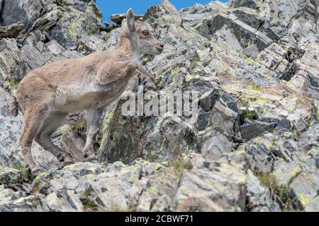 Der junge Steinbock machte seine ersten Schritte in den Alpen (Capra ibex) Stockfoto