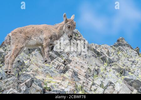 Der junge Steinbock machte seine ersten Schritte in den Alpen (Capra ibex) Stockfoto