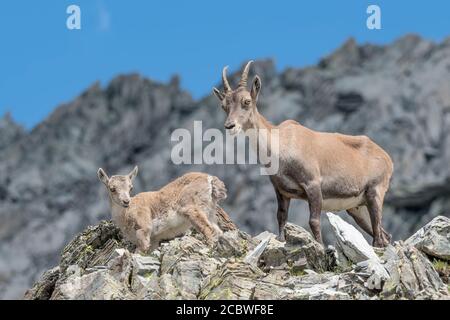 Mutter und Sohn, Bildnis der Steinböcke (Capra ibex) Stockfoto